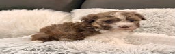 Havanese dogs for sale: Rascal - Ad 4