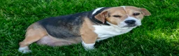 Beabull dogs for sale: Josie - Ad 4