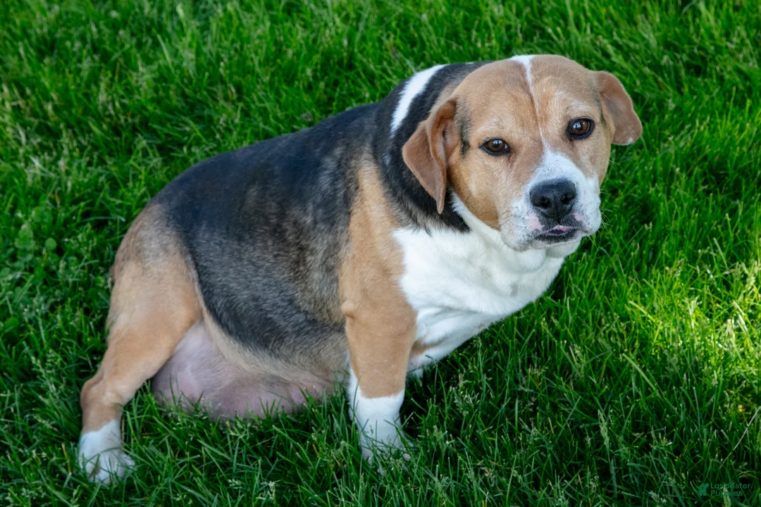 Beabull dogs for sale: Josie - Ad 4