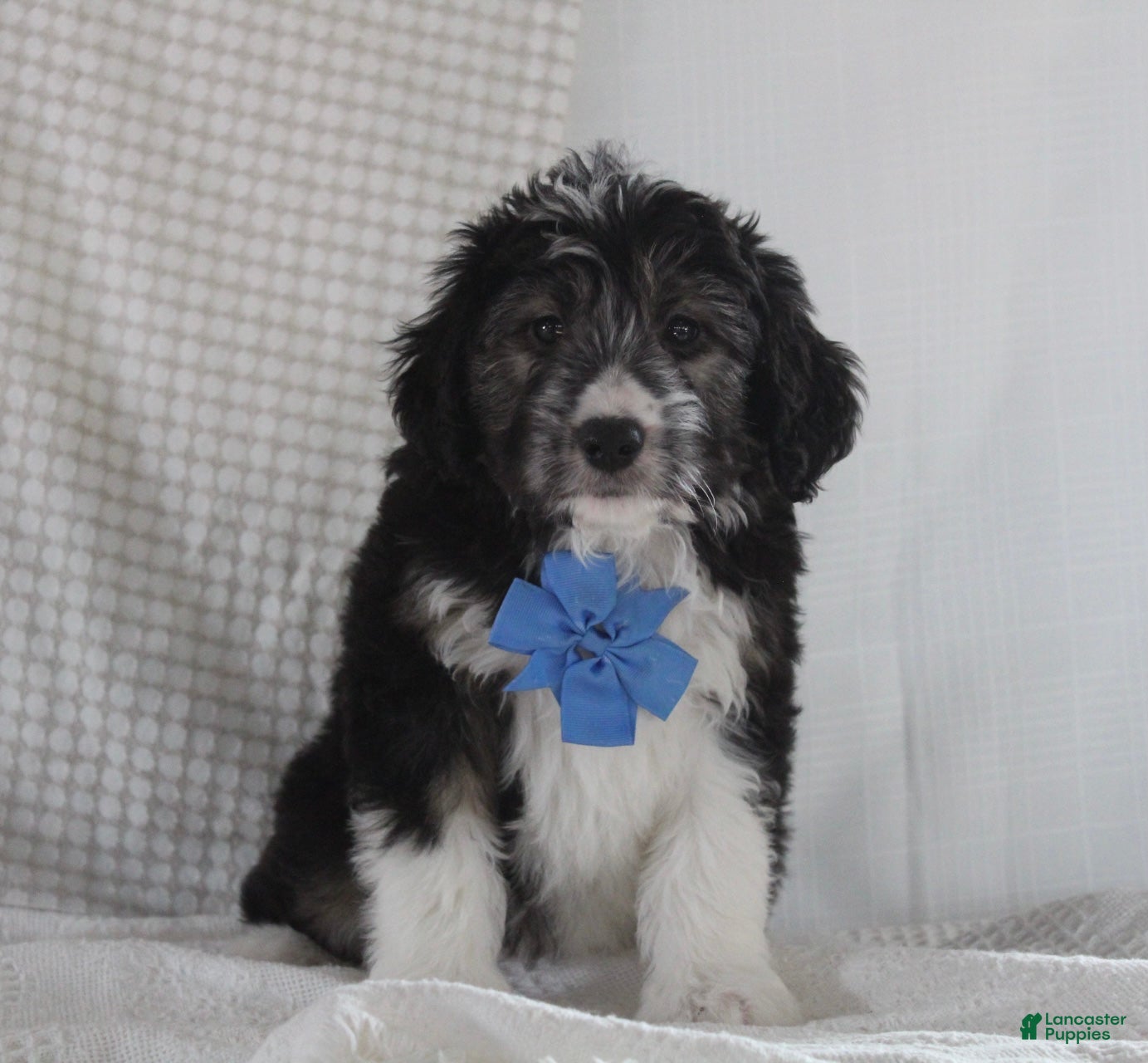 Mini Aussiedoodle dogs Omar - Ad 2