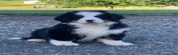 Bernese Mountain Dog dogs for sale: Alaska  - Ad 4