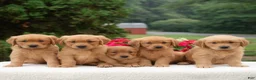 Golden Retriever dogs for sale: Karly  - Ad 7