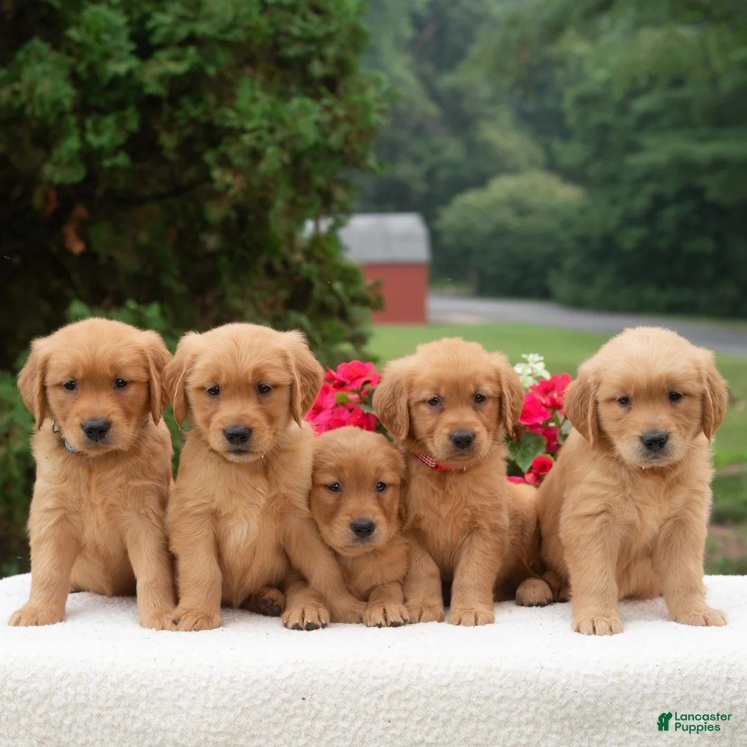 Golden Retriever dogs for sale: Kayden  - Ad 9