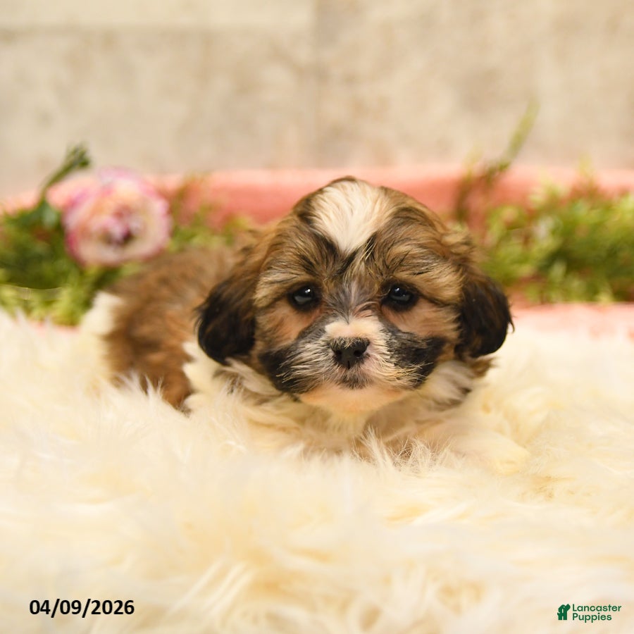 Teddy Bear dogs Tania - Ad 2