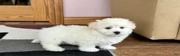 Coton De Tulear dogs for sale: Rodney - Ad 5