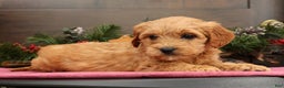Mini Goldendoodle dogs for sale: Paige - Ad 7