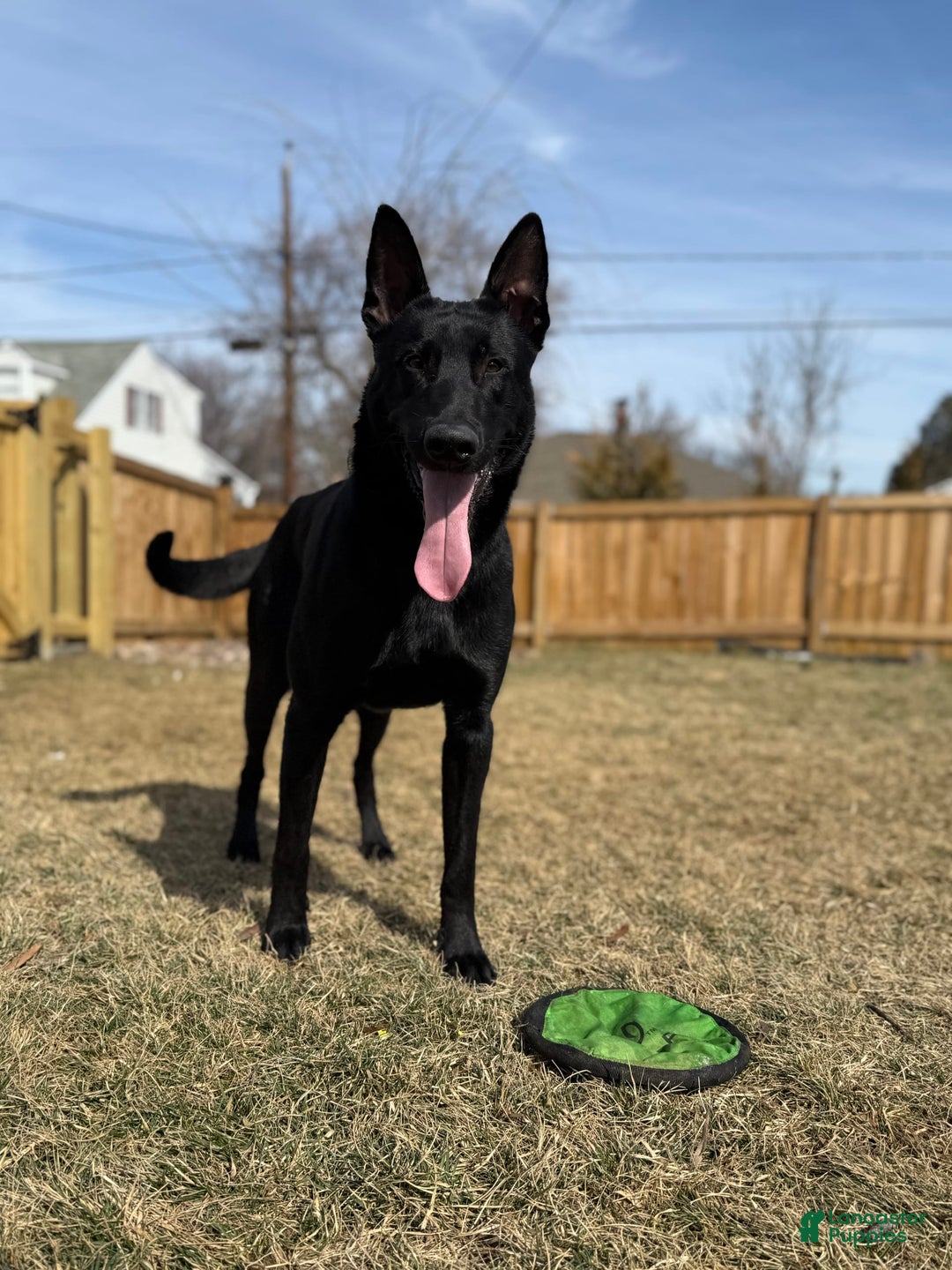 Gallery Image {{count}}