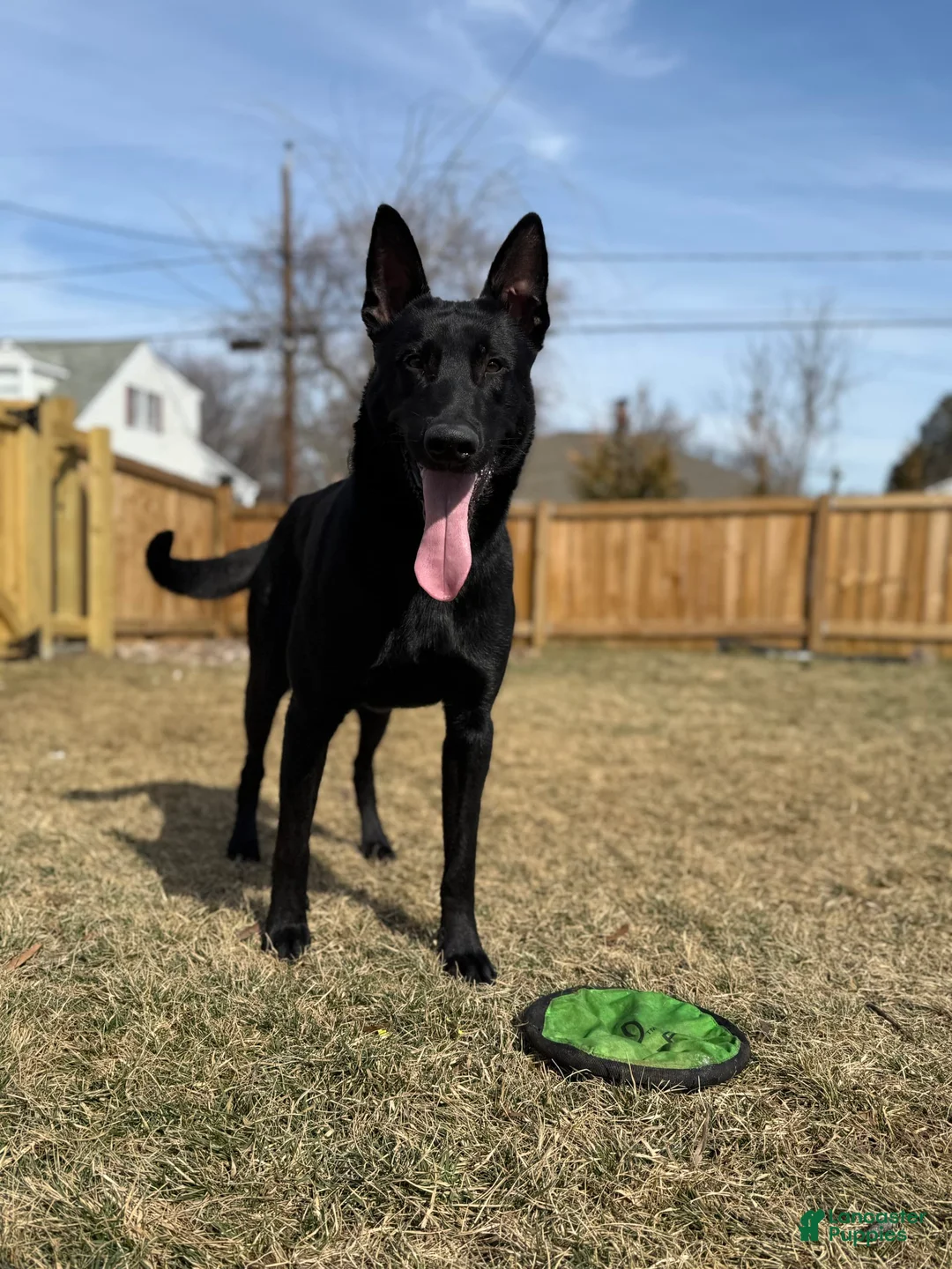 Gallery Image {{count}}