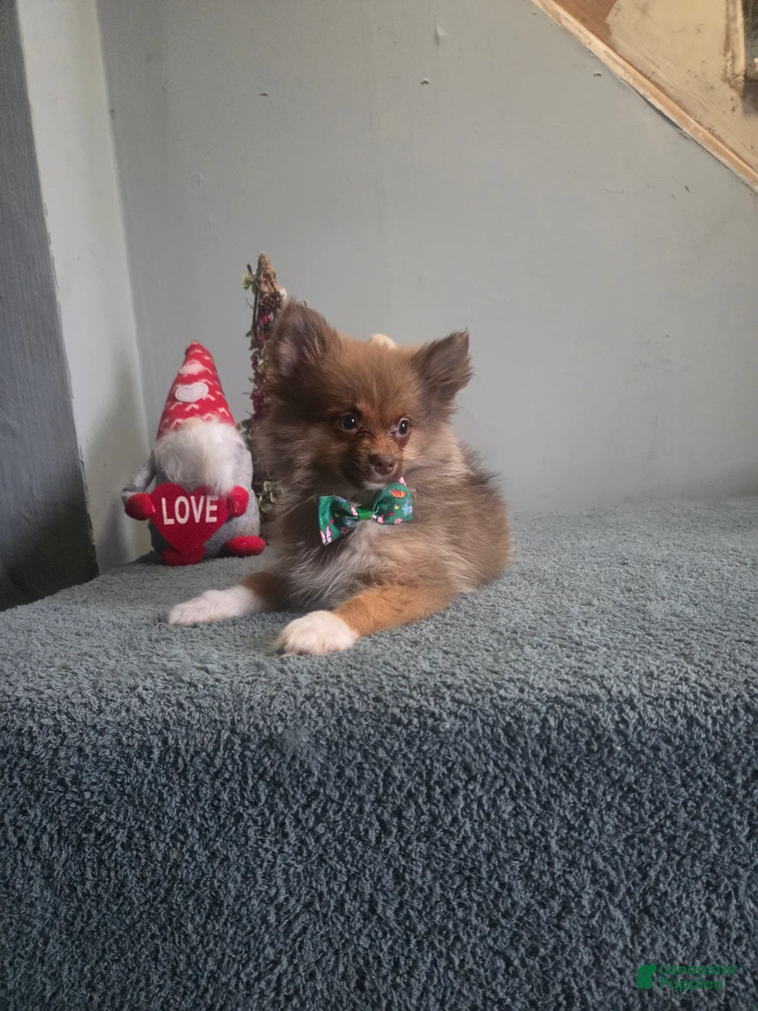 Pomeranian dogs for sale: Baxter - Ad 3