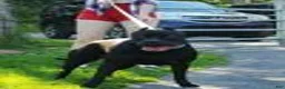 American Bully dogs for sale: Carter Starocci - Ad 14