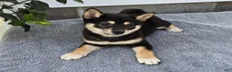 Shiba Inu dogs for sale: Turbo - Ad 5