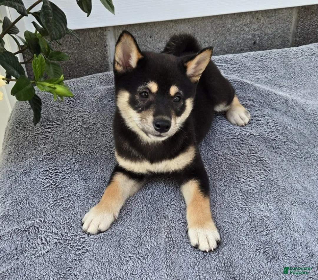 Shiba Inu dogs for sale: Turbo - Ad 5