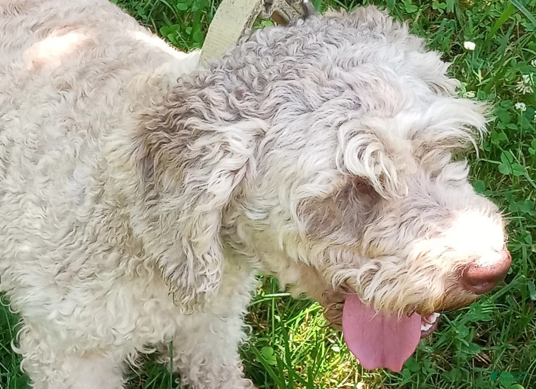 Miniature Labradoodle dogs for sale: Tia - Ad 4