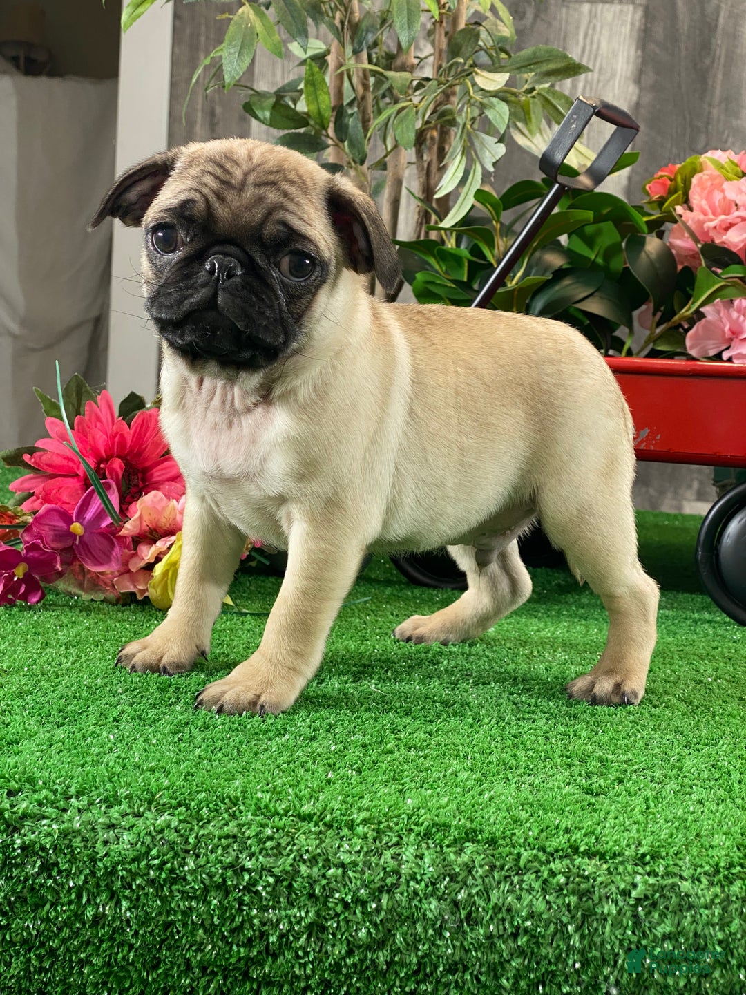 Pug dogs for sale: Piper - Ad 2