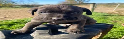 Cane Corso dogs for sale: Cash - Ad 5