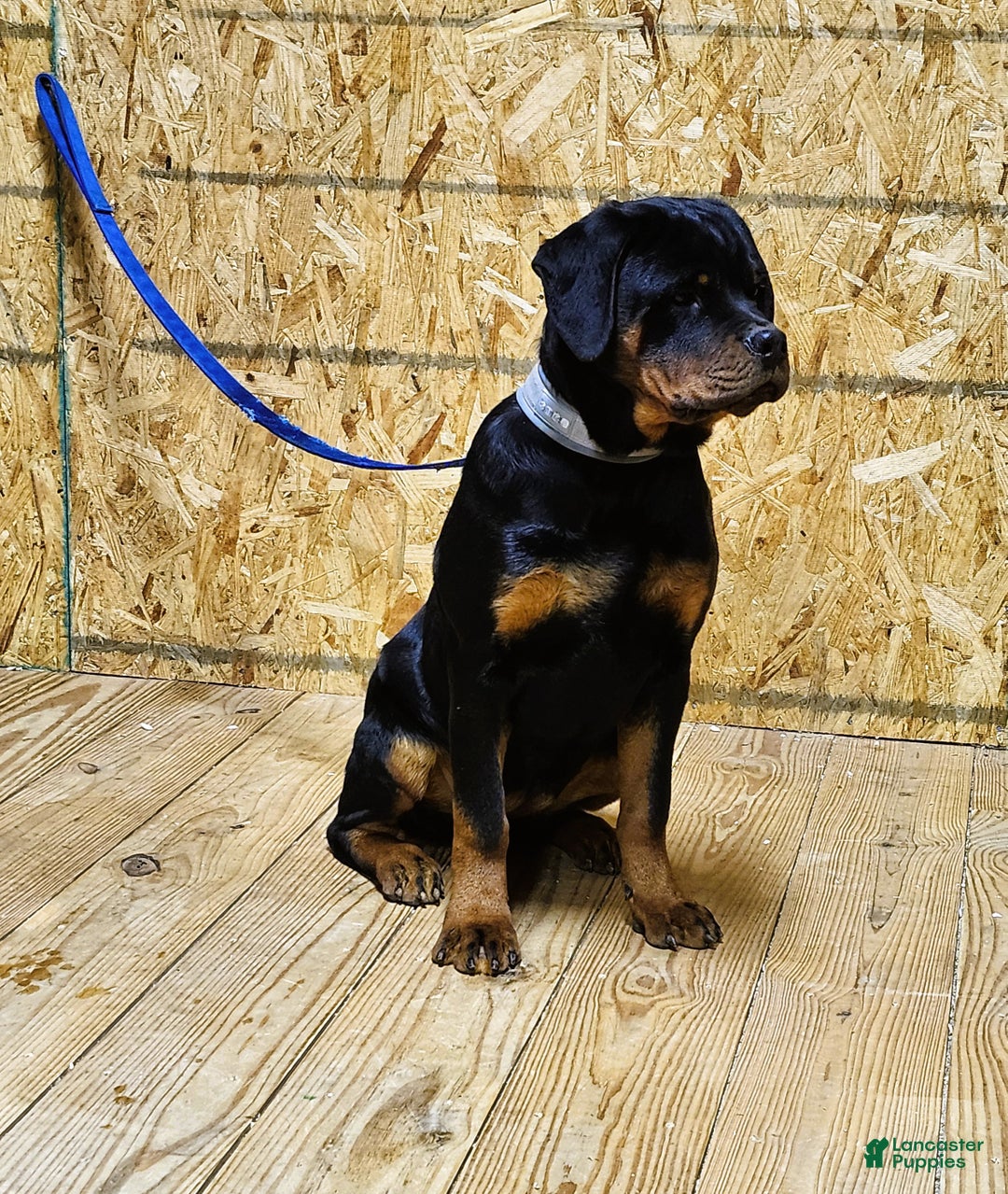 Rottweiler dogs for sale: Becky  - Ad 5