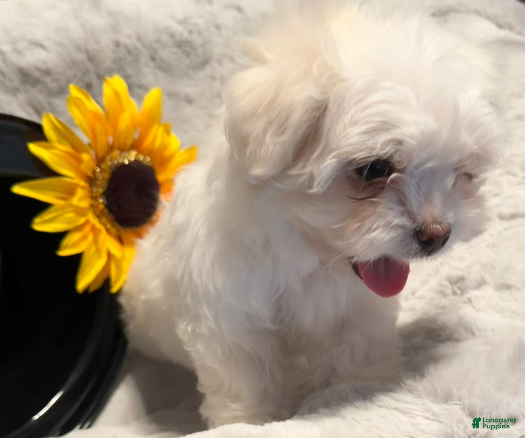 Mixed Breed dogs for sale:  Lhatese Breed “Daisy” - Ad 9