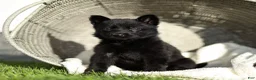 German Shepherd dogs for sale: Flora German Shepherd - Ad 3