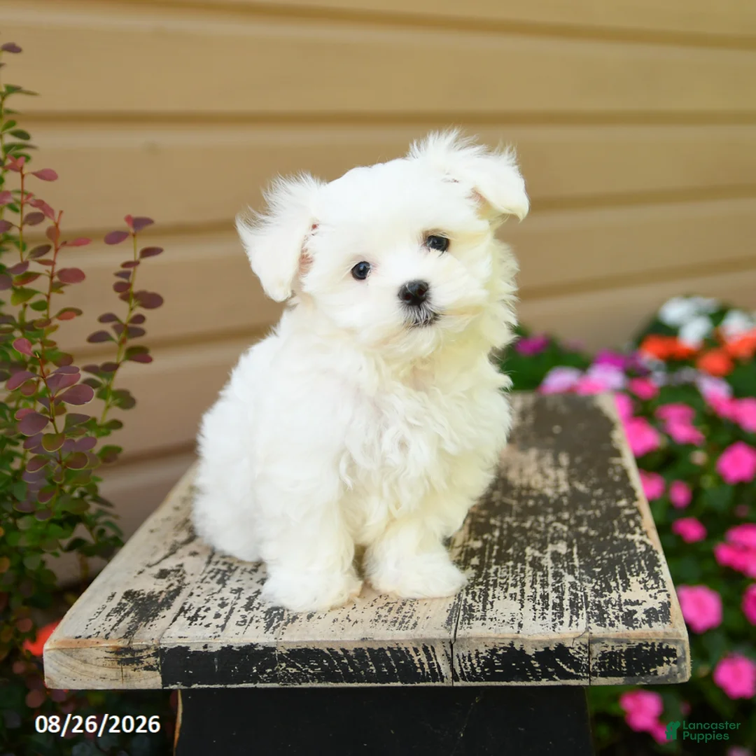 Maltese dogs for sale: Carter - Ad 2