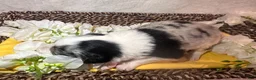 Border Collie dogs for sale: Rocky  - Ad 4