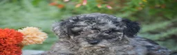 Toy Poodle dogs for sale: Blake - Ad 3