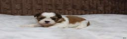 Shih Tzu dogs for sale: Theo - Ad 1