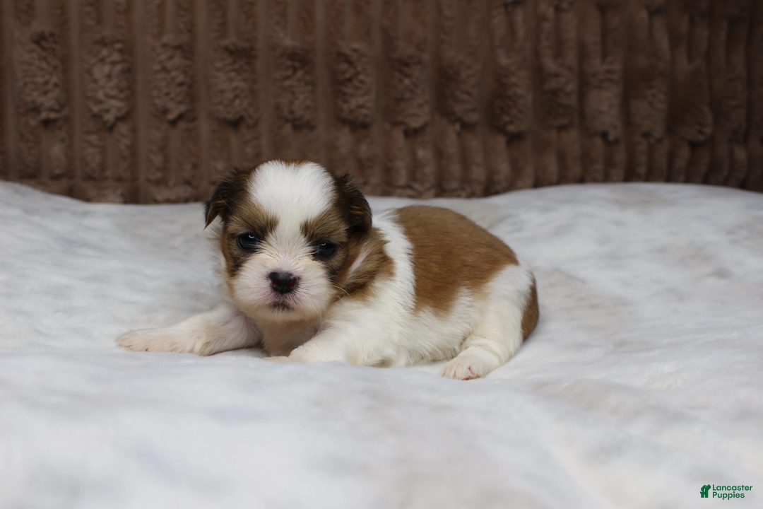 Shih Tzu dogs for sale: Theo - Ad 1