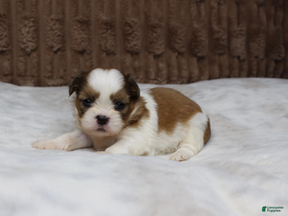Shih Tzu dogs Theo - Ad 35
