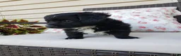 Yorkiepoo dogs for sale: Yorkiepoo 5 - Ad 1