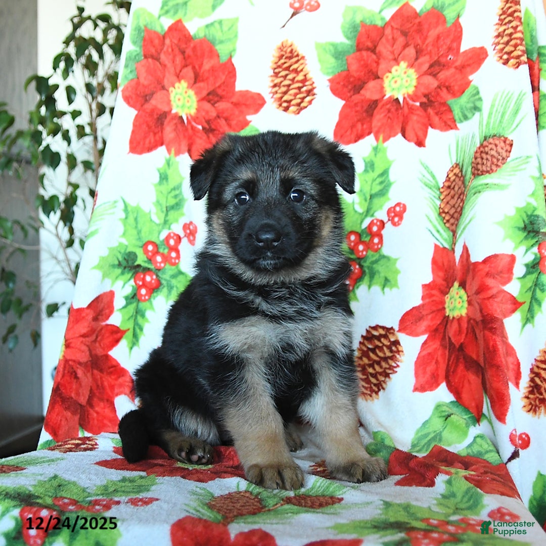 German Shepherd dogs for sale: Lady - Ad 3