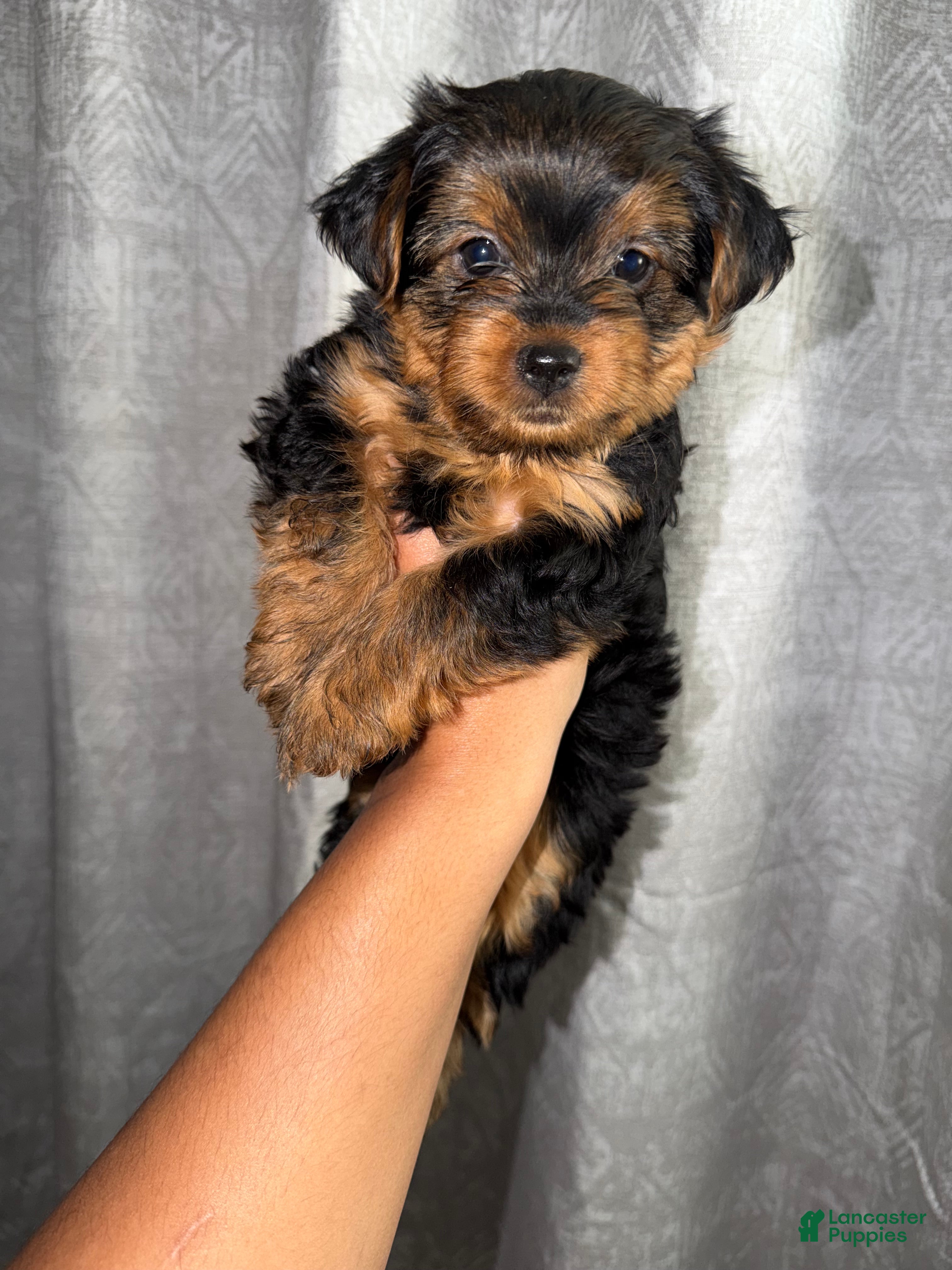 Yorkshire Terrier dogs Yorkshire Terrier Puppy 1 - Ad 2