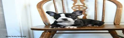 Frenchton dogs for sale: Raisin - Ad 3