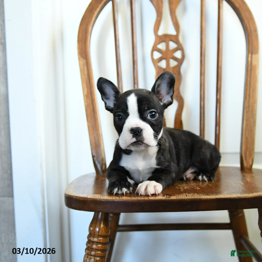 Frenchton dogs for sale: Raisin - Ad 3
