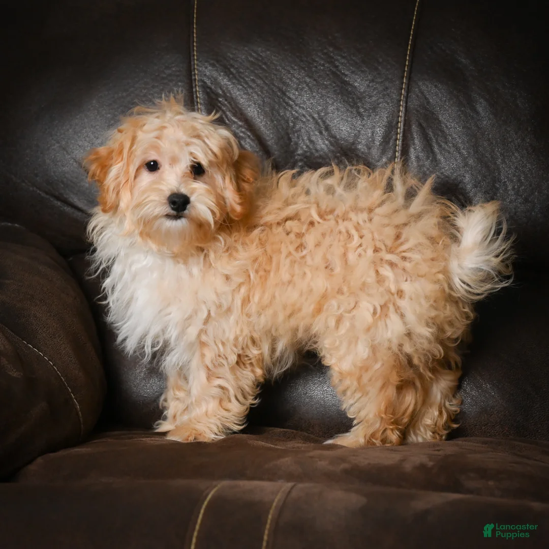 Maltipoo dogs for sale: Jackson - Ad 2
