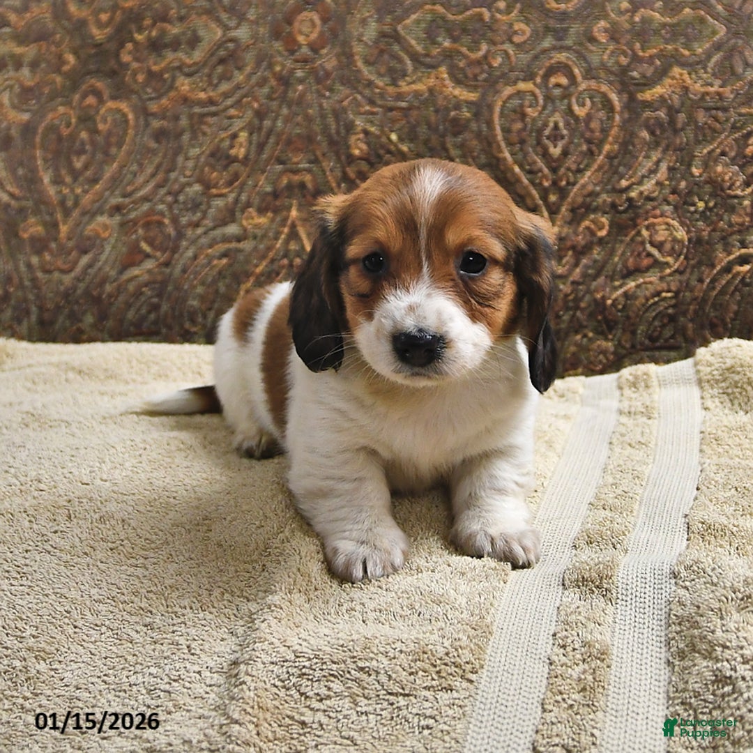 Miniature Dachshund dogs for sale: Rusty - Ad 1