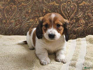 Miniature Dachshund dogs Rusty - Ad 33