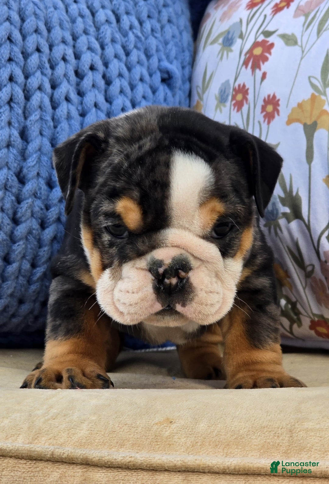 English Bulldog dogs for sale: Bubs - Ad 2