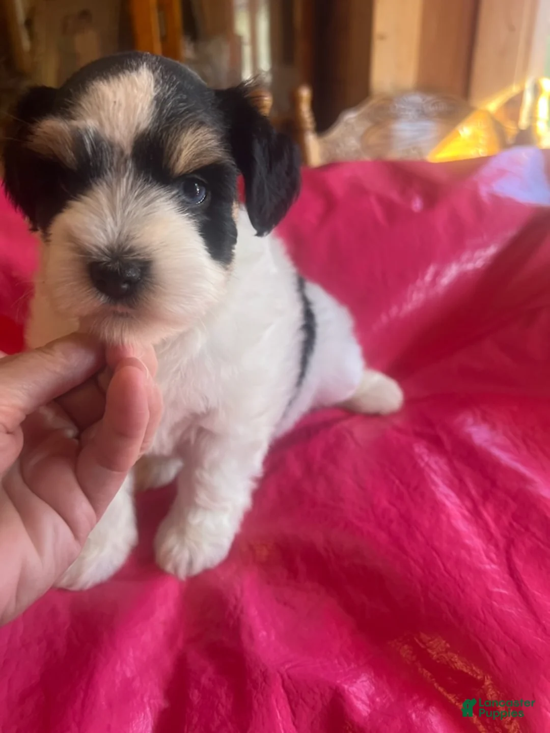 Miniature Schnauzer dogs for sale: Sophie (ri-coloured parti, double blue eyes) - Ad 2