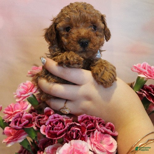 Toy Poodle dogs Marley - Ad 1