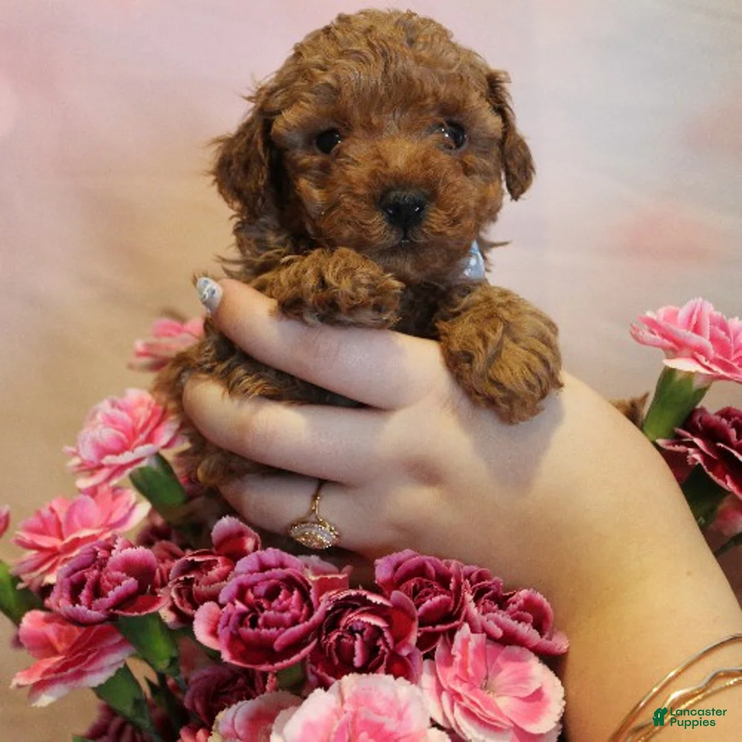 Toy Poodle dogs for sale: Marley - Ad 1