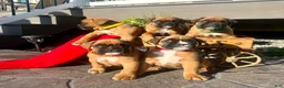 Boxer dogs for sale:  Luna🐾❤️Akc Reg❤️Hip Cert🐾❤️717-826-1899 - Ad 3
