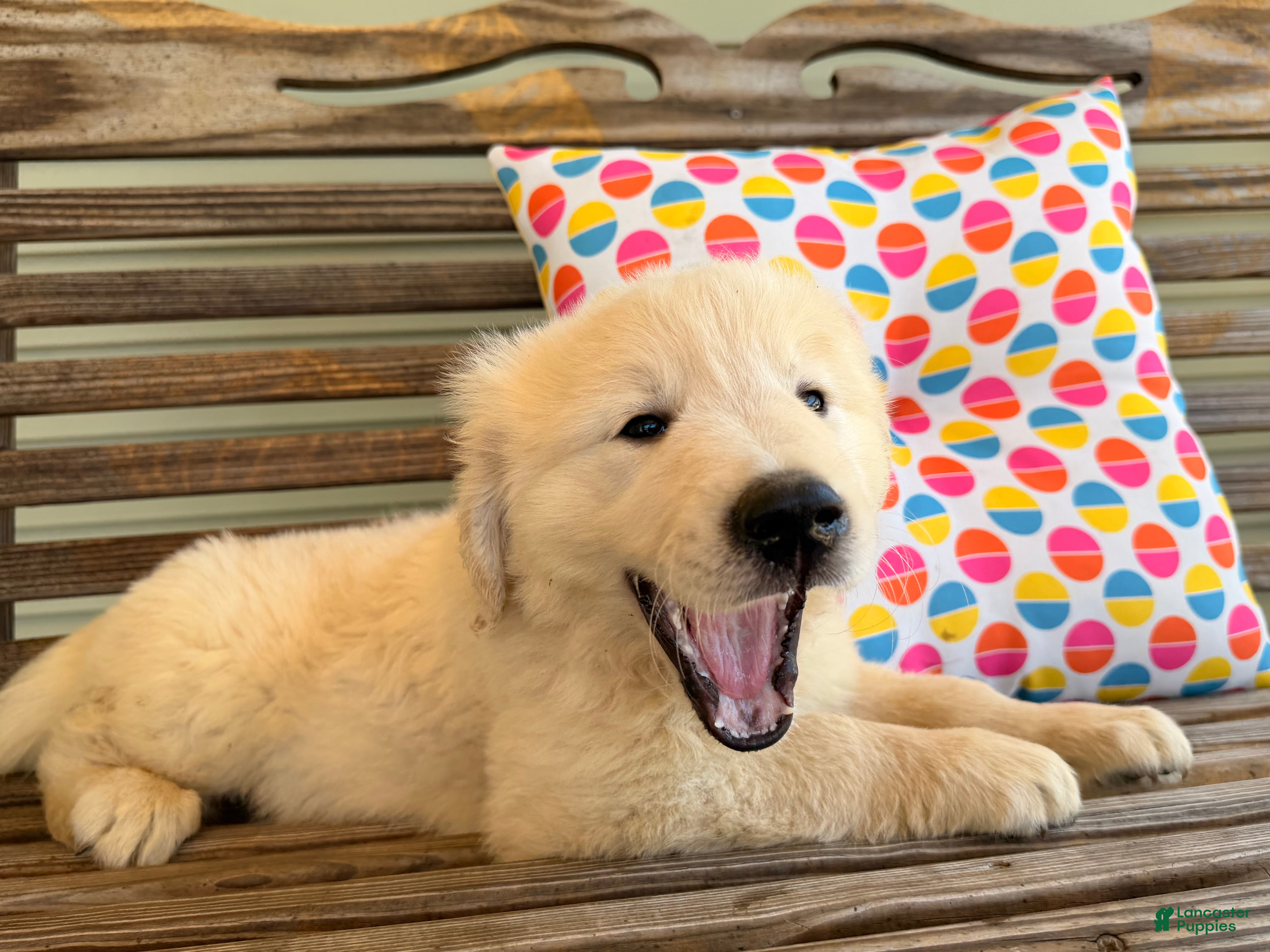 Golden Retriever dogs Snapper - Ad 2