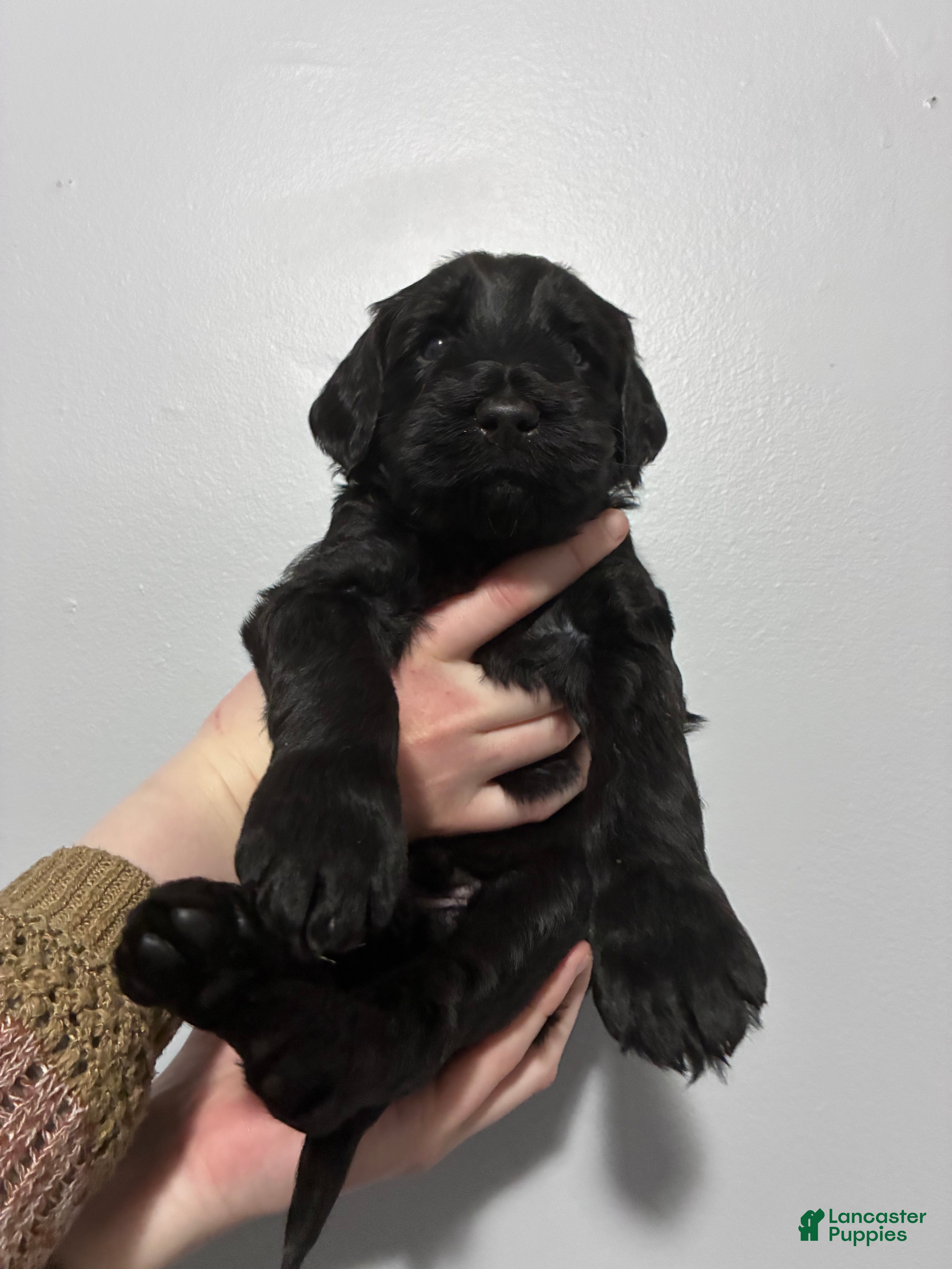 Mixed Breed dogs Coco  - Ad 23