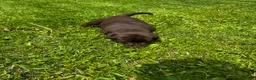 Labrador Retriever dogs for sale: Pascal - Ad 15