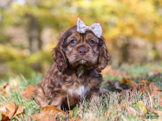 Cocker Spaniel dogs - Ad 10
