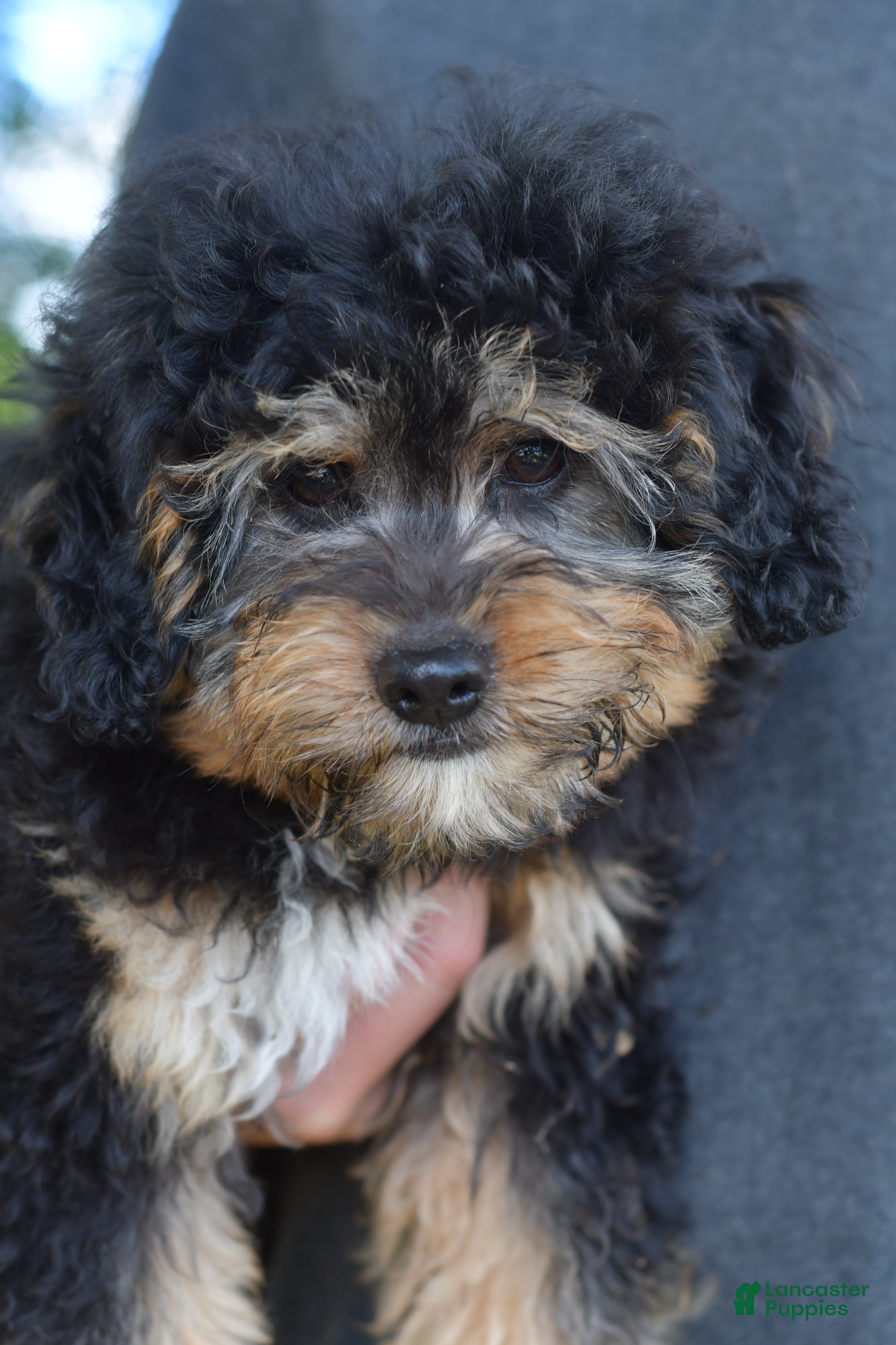 Aussiedoodle dogs Small fry - Ad 1
