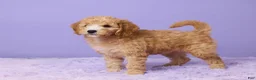 Mini Goldendoodle dogs for sale: Bella - Ad 4