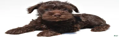 Cocoa