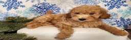 Mini Goldendoodle dogs for sale: Indy - Ad 1