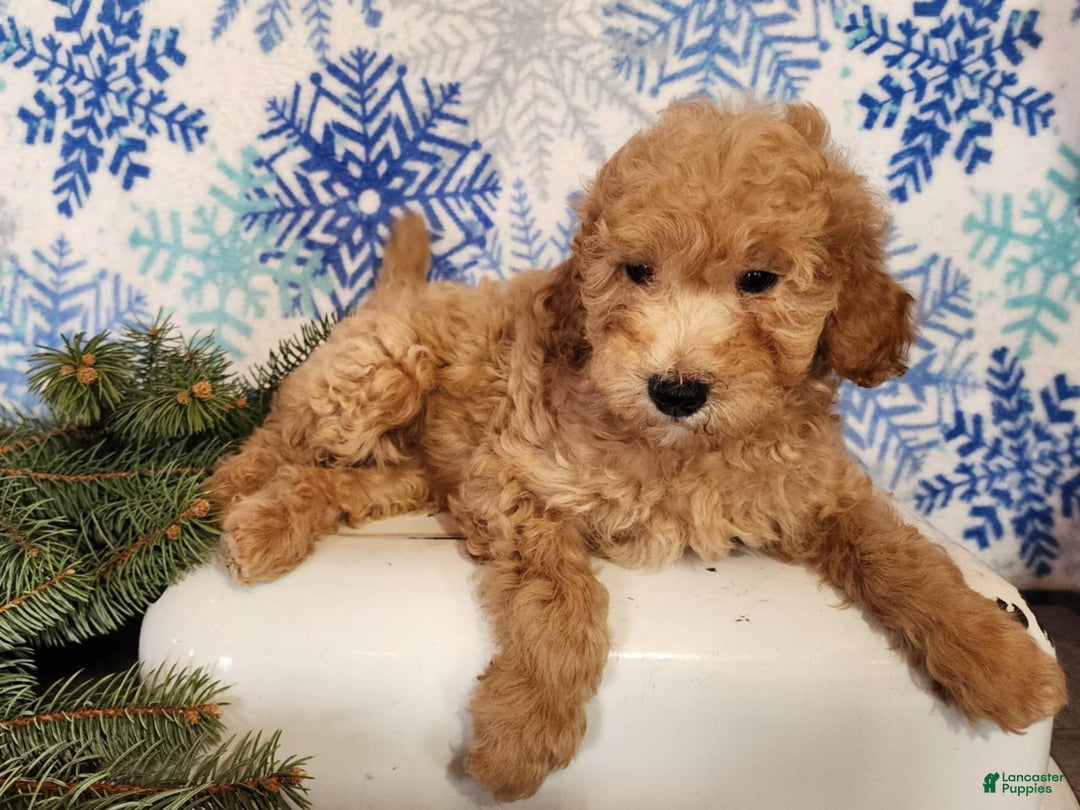 Mini Goldendoodle dogs for sale: Indy - Ad 1